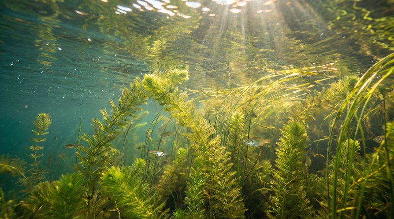 抖阴植物视频-水下植物